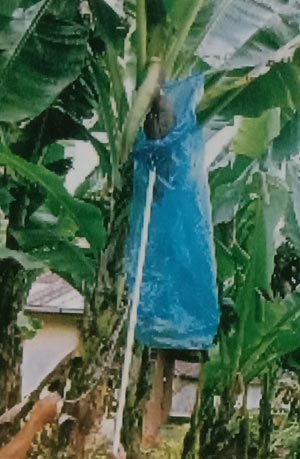 pemasangan blongsongan plastik biru pada jantung pisang Barangan