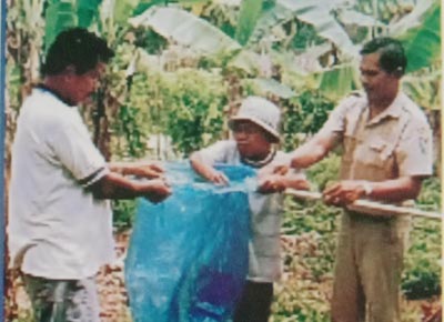 Pemasangan serongsong buah  pisang barangan