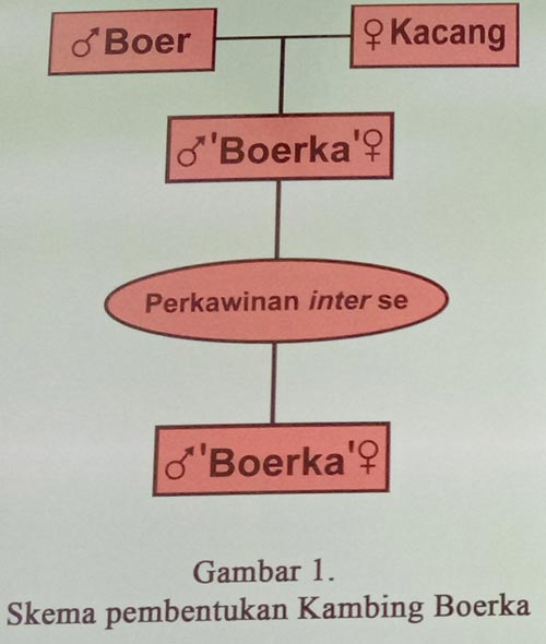 Skema Pembentukan Kambing Boerka