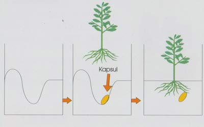 Pemberian kapsul Bioriza 01 K dan 02 K