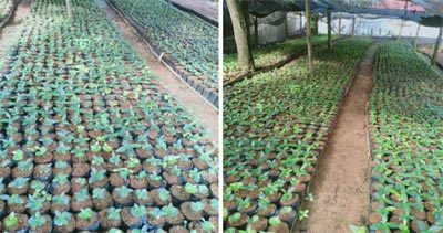 Pemeliharaan benih kopi