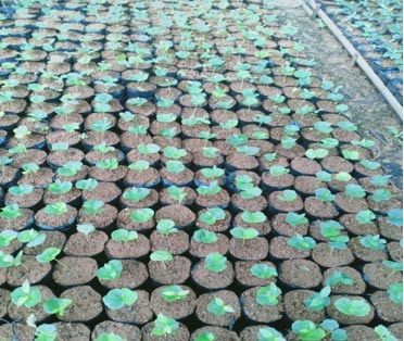 Pemindahan benih kopi dalam polybag