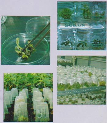 Pengadaan bibit secara massal