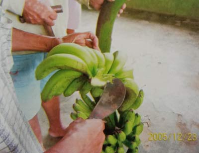 Gambar 4. Penggunaan piasu sendok untuk menyerut atau membuang sisa-sisa serat dari tandan yang masih melekat pada pangkal sisir pisang