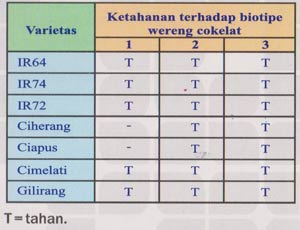 varietas padi yang dapat menangkal biotipe wereng cokelat