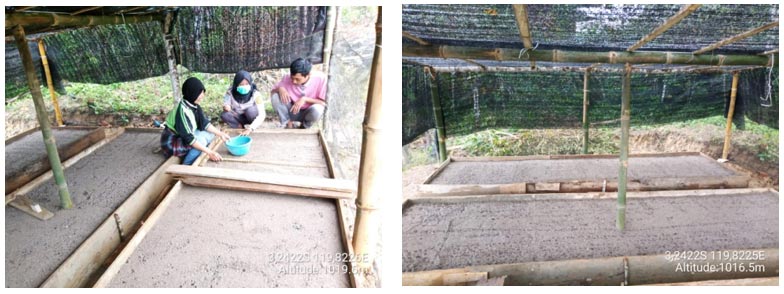 Penyemaian dan pemeliharaan benih (biji kopi)