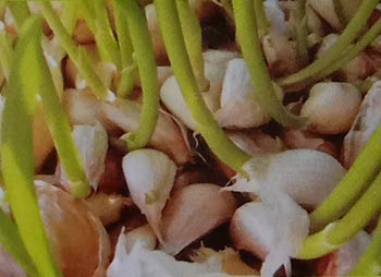 Penyiapan bibit Bawang Putih