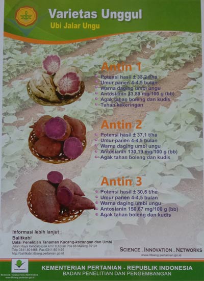 Poster Varietas Unggul Ubi Jalar Ungu