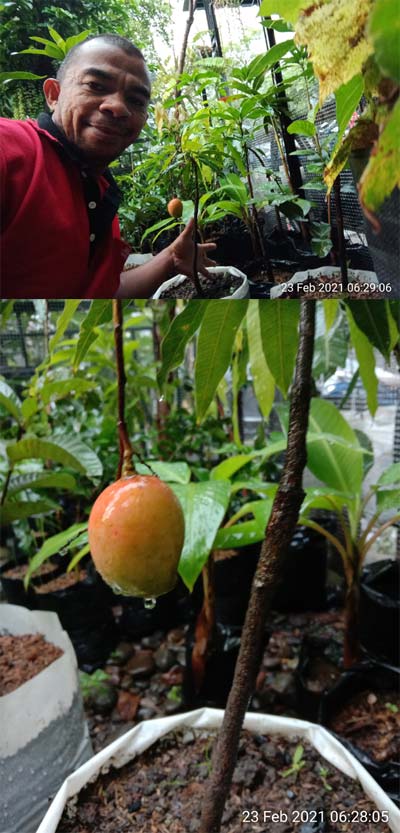 Buah Agri Gardina masak