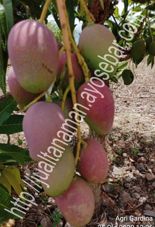 buah mangga agri gardina 45