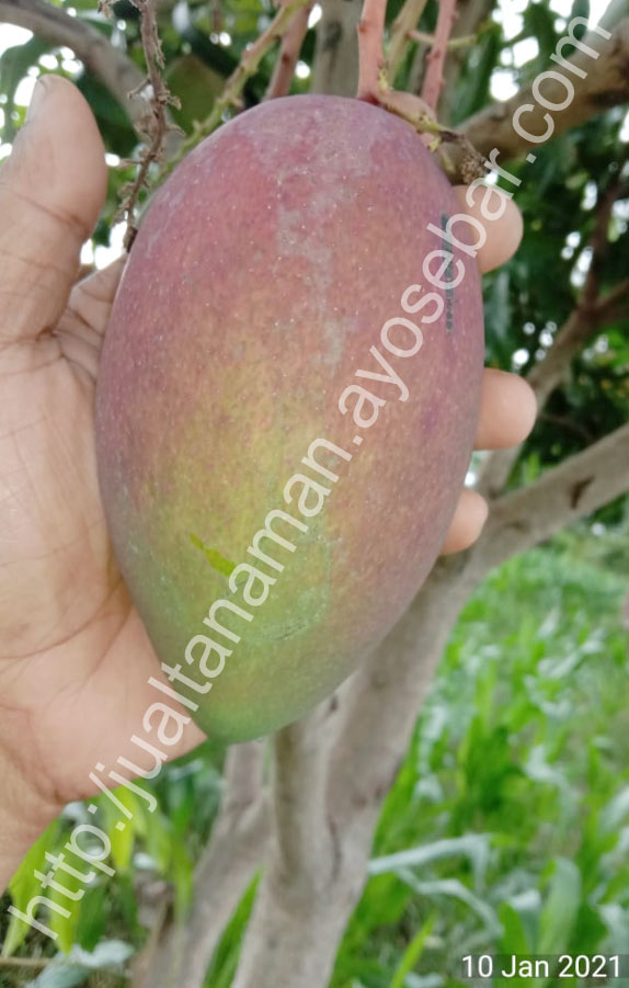 Buah Mangga Garifta Orange