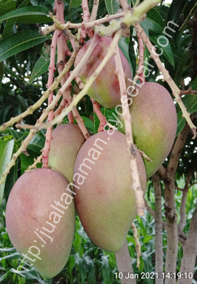 Buah mangga garifta orange (menghampiri buah tua) dalam satu tangkai
