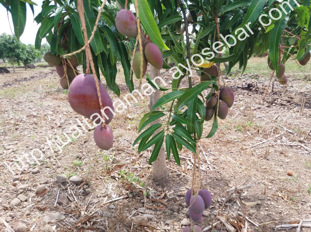 Buah muda Garifta Orange warna ungu