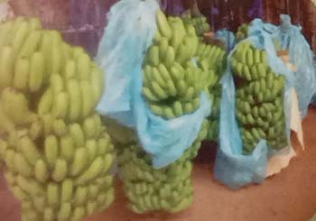 Buah Pisang yang Dibrongsong