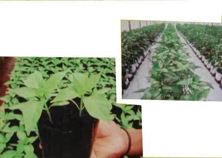 Budidaya Paprika