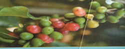 Budidaya Tanaman Kopi