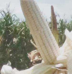 Jagung Putih Srikandi putih