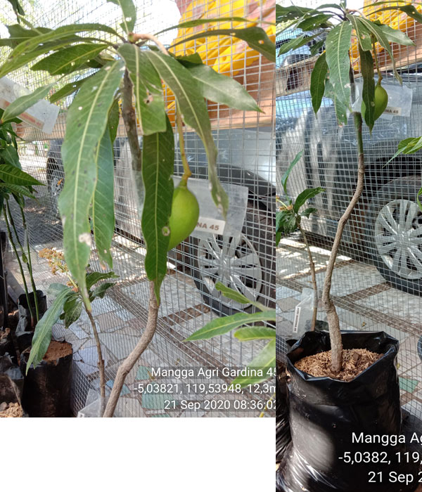 Mangga pisang berbuah