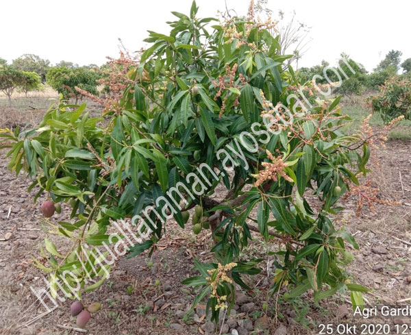 Pohon Mangga Agri Gardina 45 tanam di lapang