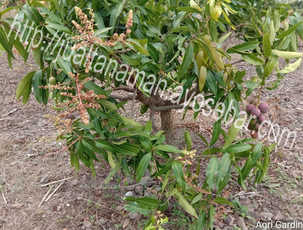 mangga pisang