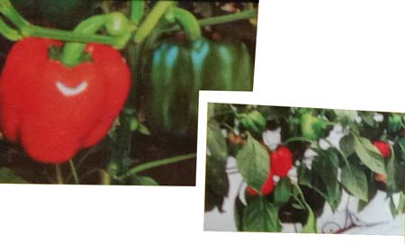 sayuran paprika
