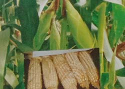 Varietas Bima Putih 1