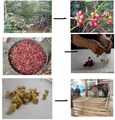 proses pembuatan benih kopi arabika