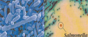 Salmonella