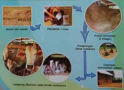 Alur Proses Pembuatan Jerami Padi fermentasi