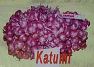 Bawang Merah Katumi