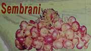 Bawang Merah Sembrani