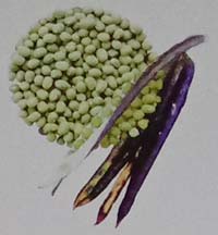 varietas kacang hijau betet