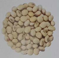 varietas kedelai Deja 2