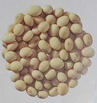 varietas kedelai Grobogan