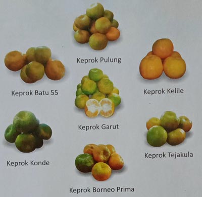 Jeruk Keprok Pulung, Jeruk Keprok Batu 55, Jeruk Keprok Kelile, Jeruk Keprok Garut, Jeruk Keprok Konde, Jeruk Keprok Tejakula, Jeruk Keprok Borneo Prima