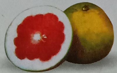 jeruk pamelo Giri Matang