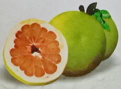 Jeruk Pamelo (Jeruk Besar)
