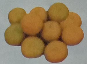 jeruk siam Kintamani