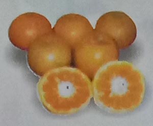 Jeruk Siam Madu Karo