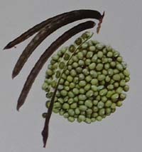 varietas kacang hijau kenari