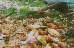 Kulit buah kakao 650 - 750 kg