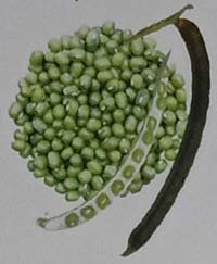 Varietas kedelai Kutilang