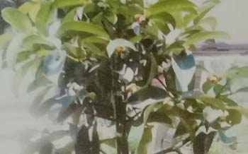 Manggis asal sambung pucuk umur 5 tahun