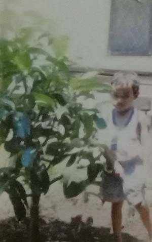 Manggis asal sambung pucuk umur 5 tahun