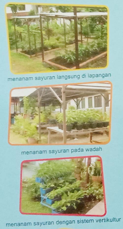 Model pekarangan menanam sayuran