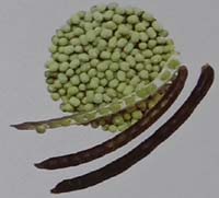 Varietas kacang hijau Murai