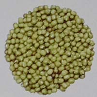 varietas kacang hijau Nuri