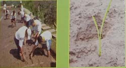 Penanaman & Jarak Tanam