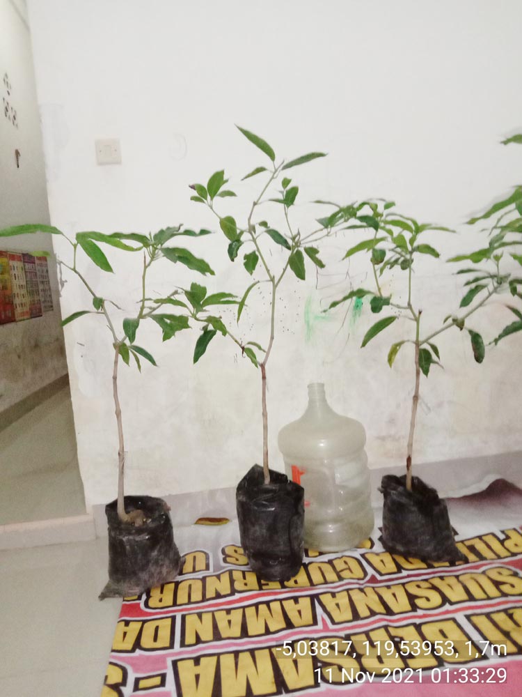 penjual bibit mangga arumanis di barru