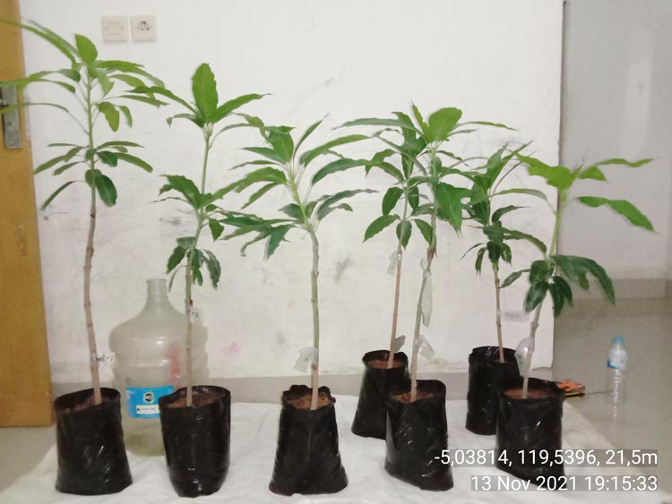 bibit mangga arumanis di maros